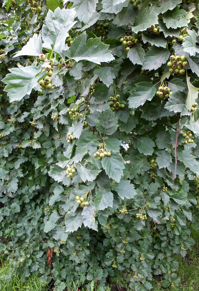 Image of Crataegus sanguinea specimen.