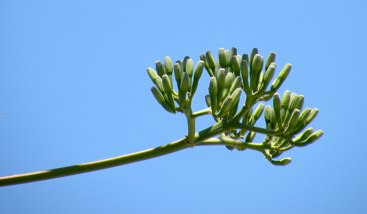 Image of Agave americana specimen.