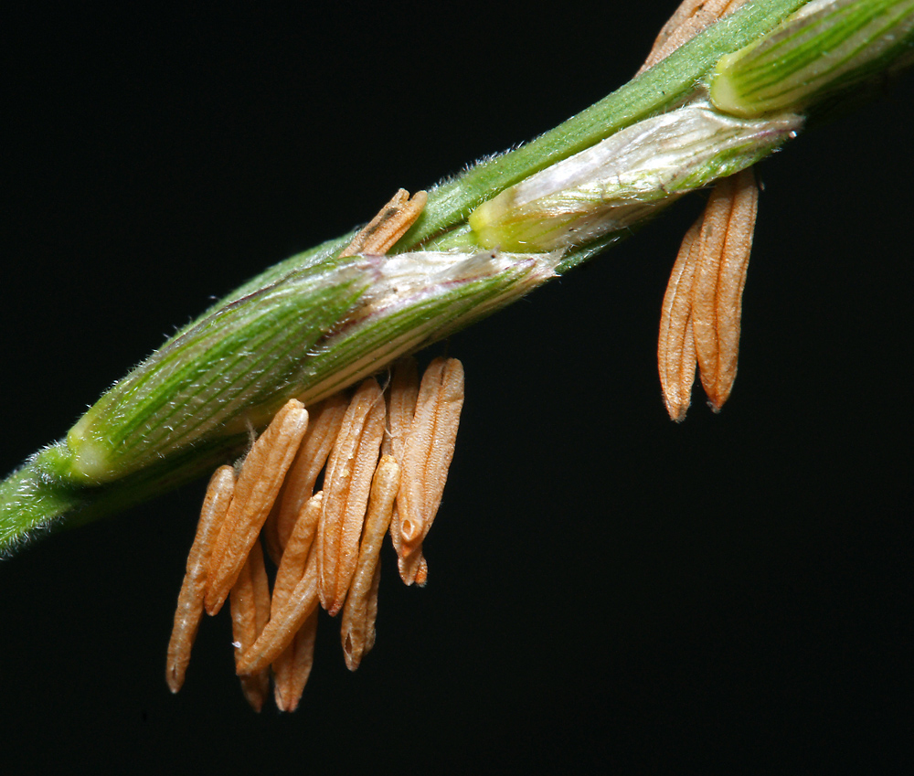 Image of Zea mays specimen.