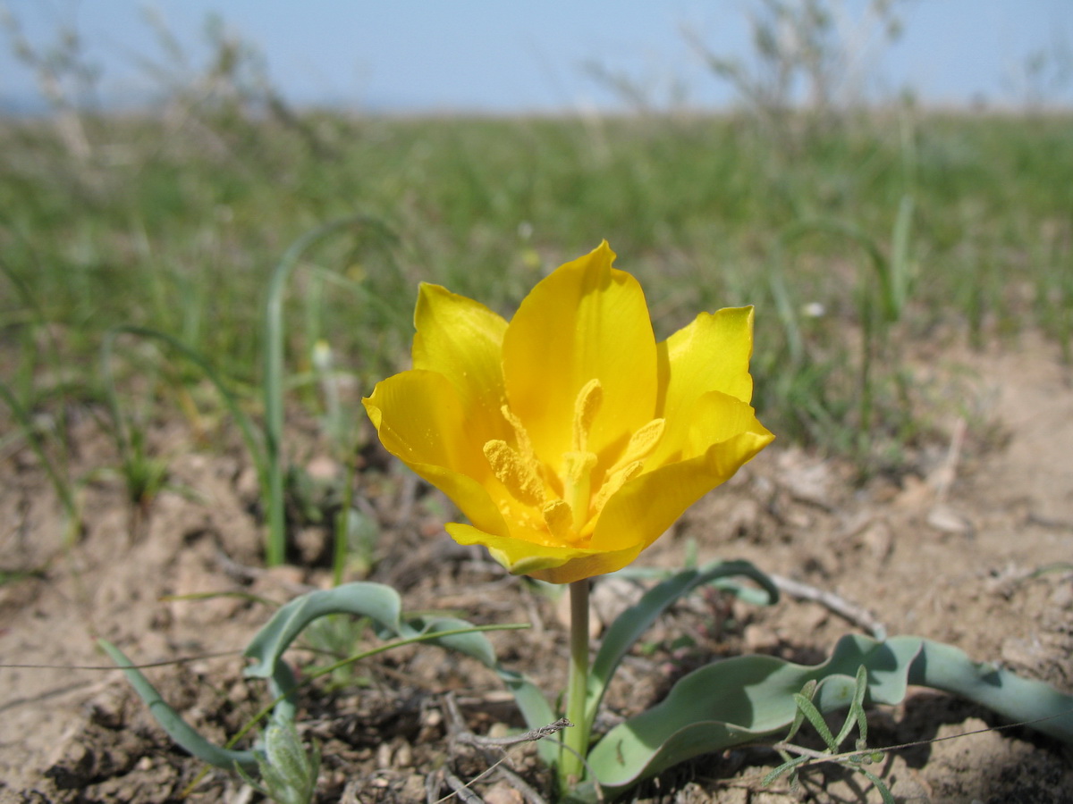 Image of Tulipa ostrowskiana specimen.