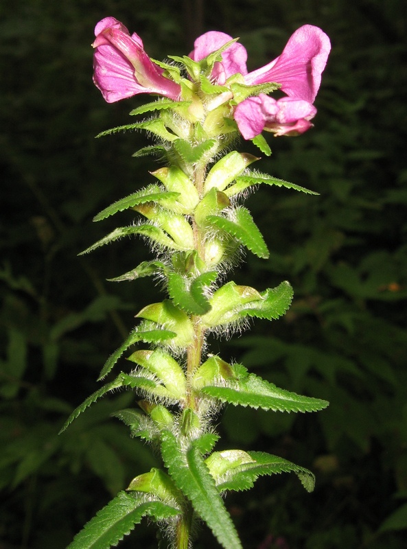 Изображение особи Pedicularis resupinata.