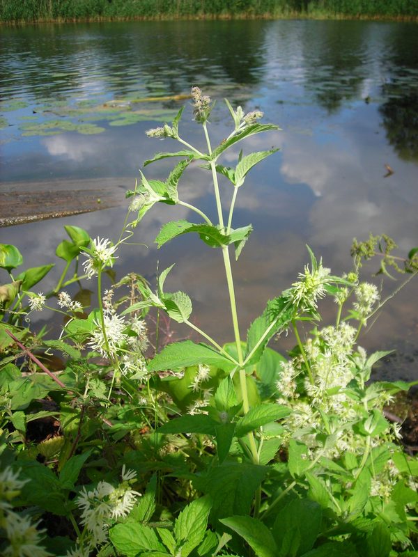 Image of Mentha longifolia specimen.