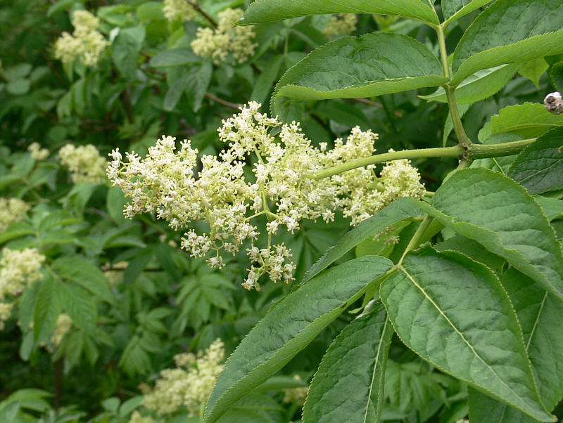 Image of Sambucus kamtschatica specimen.