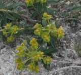 Euphorbia volgensis