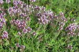 Thymus markhotensis