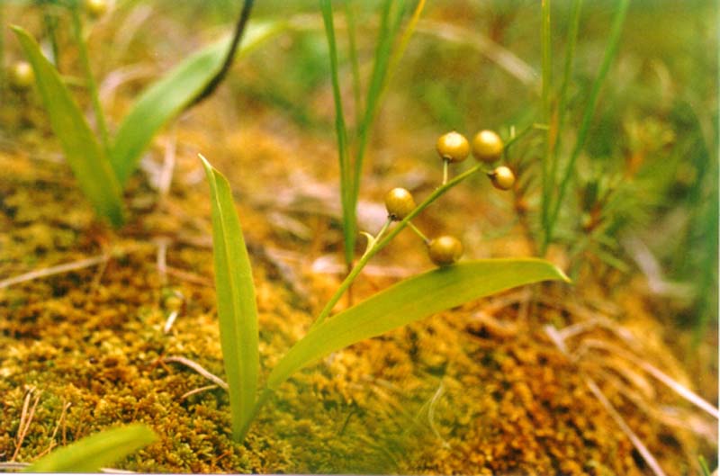 Image of Smilacina trifolia specimen.