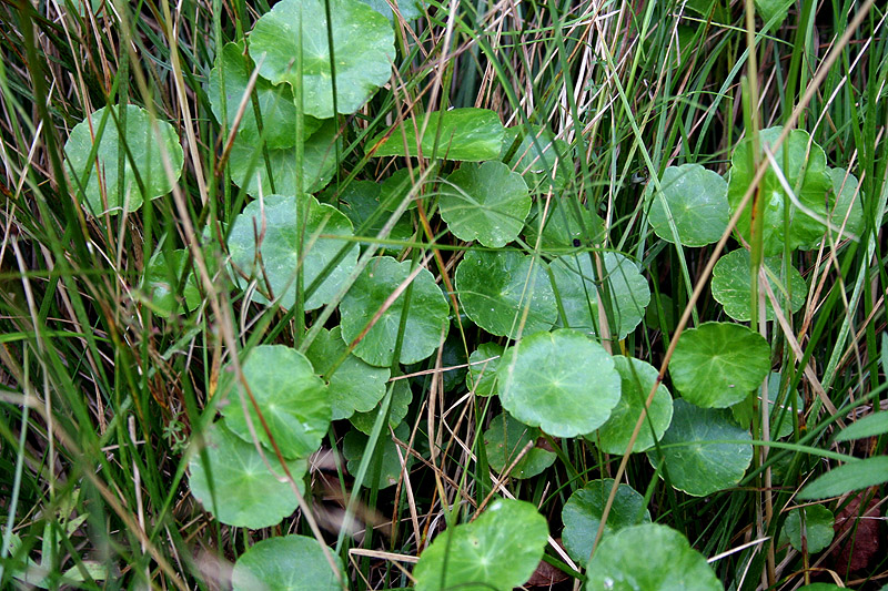 Изображение особи Hydrocotyle vulgaris.