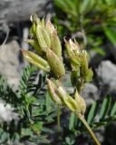 Astragalus rytyensis