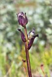 Pedicularis sceptrum-carolinum