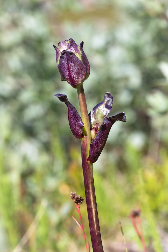 Image of Pedicularis sceptrum-carolinum specimen.