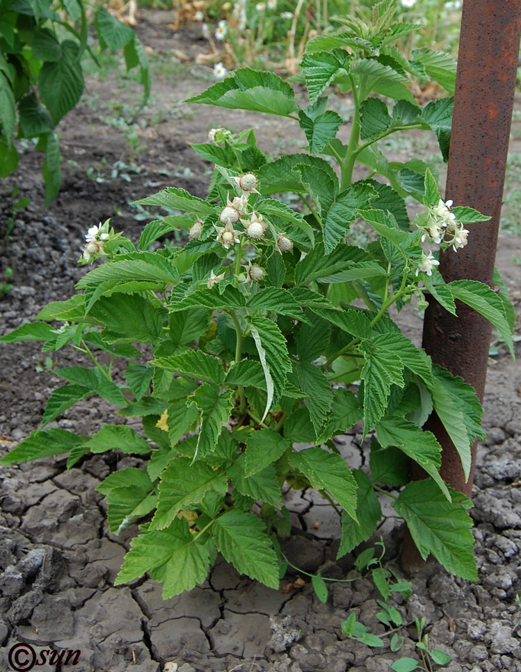 Изображение особи Rubus idaeus.