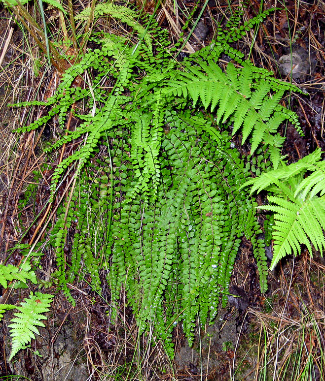 Image of Asplenium trichomanes specimen.