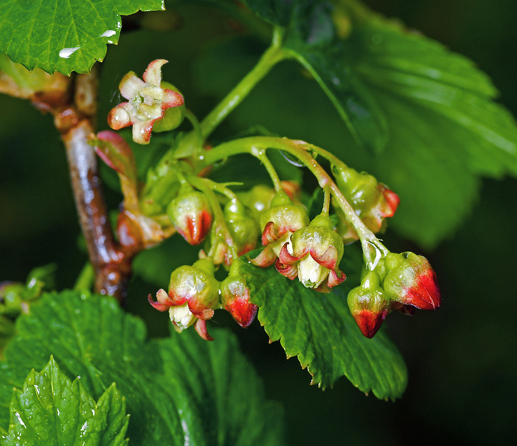 Изображение особи Ribes nigrum.