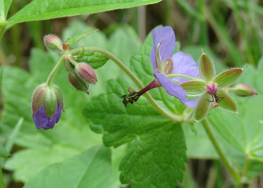 Image of Geranium platyanthum specimen.