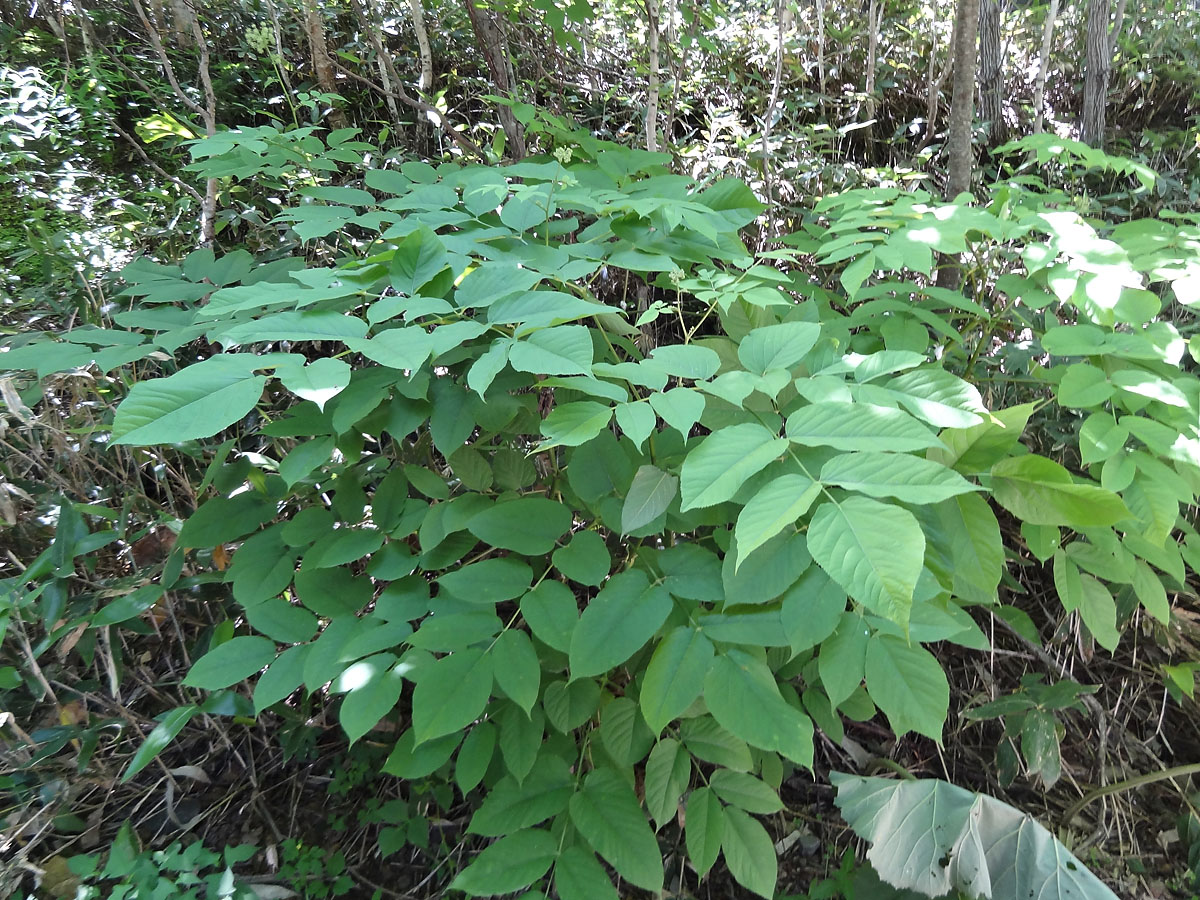 Image of Aralia cordata specimen.