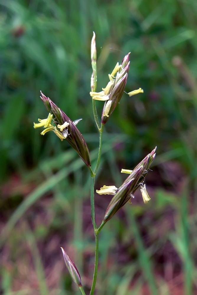 Изображение особи Festuca pratensis.