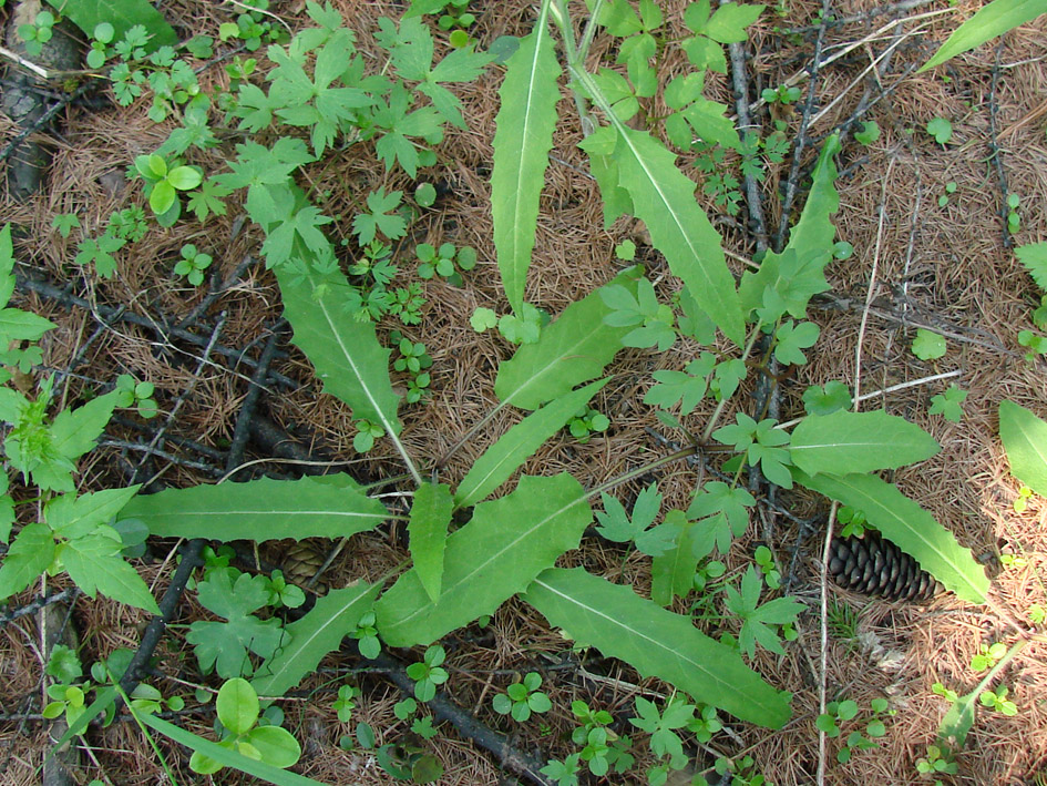 Image of genus Saussurea specimen.