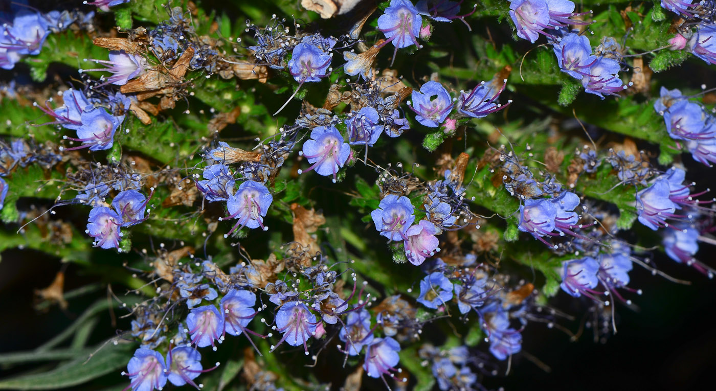 Image of Echium acanthocarpum specimen.