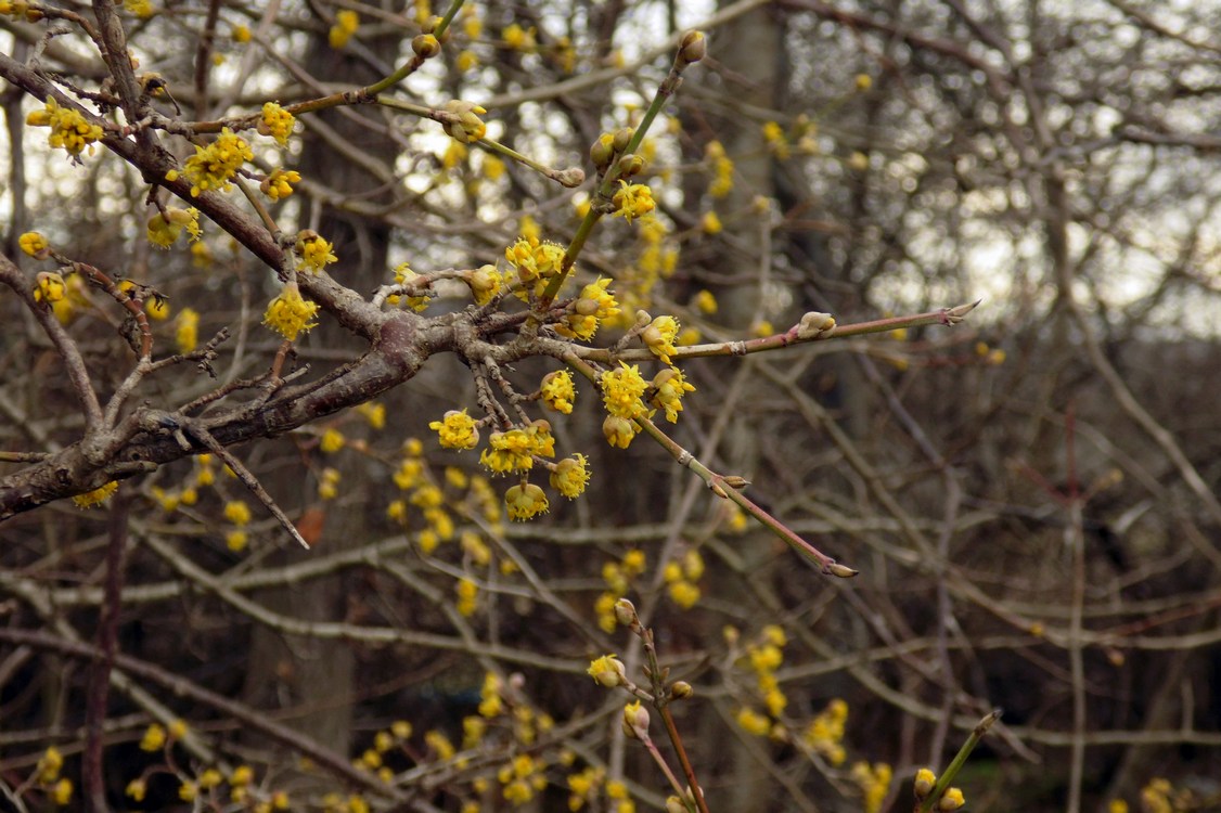 Изображение особи Cornus mas.