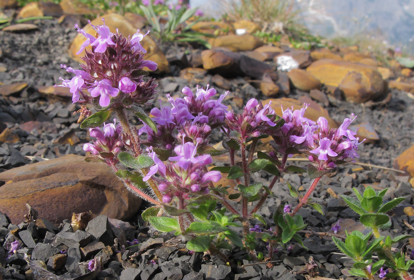 Image of Thymus nummularius specimen.