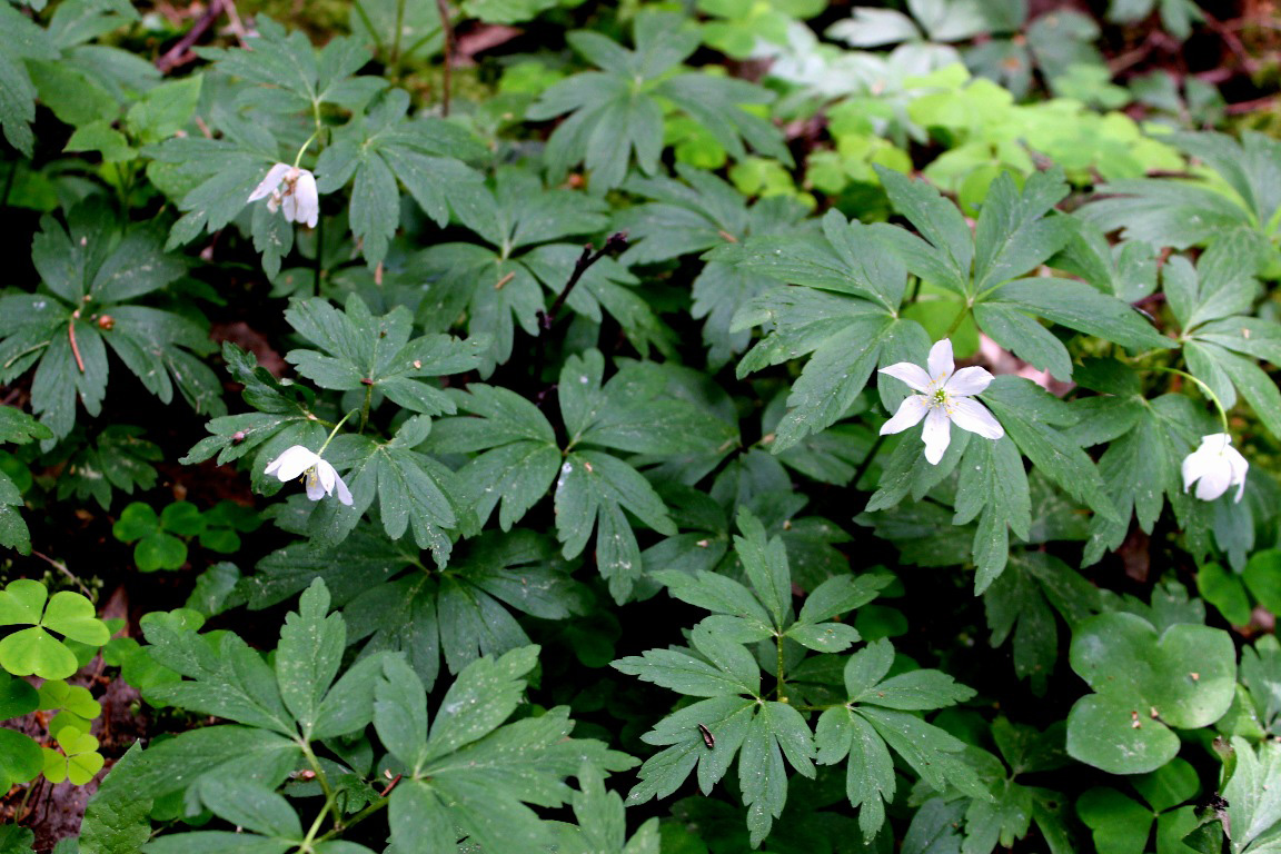 Image of Anemone nemorosa specimen.