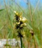 Carex spicata