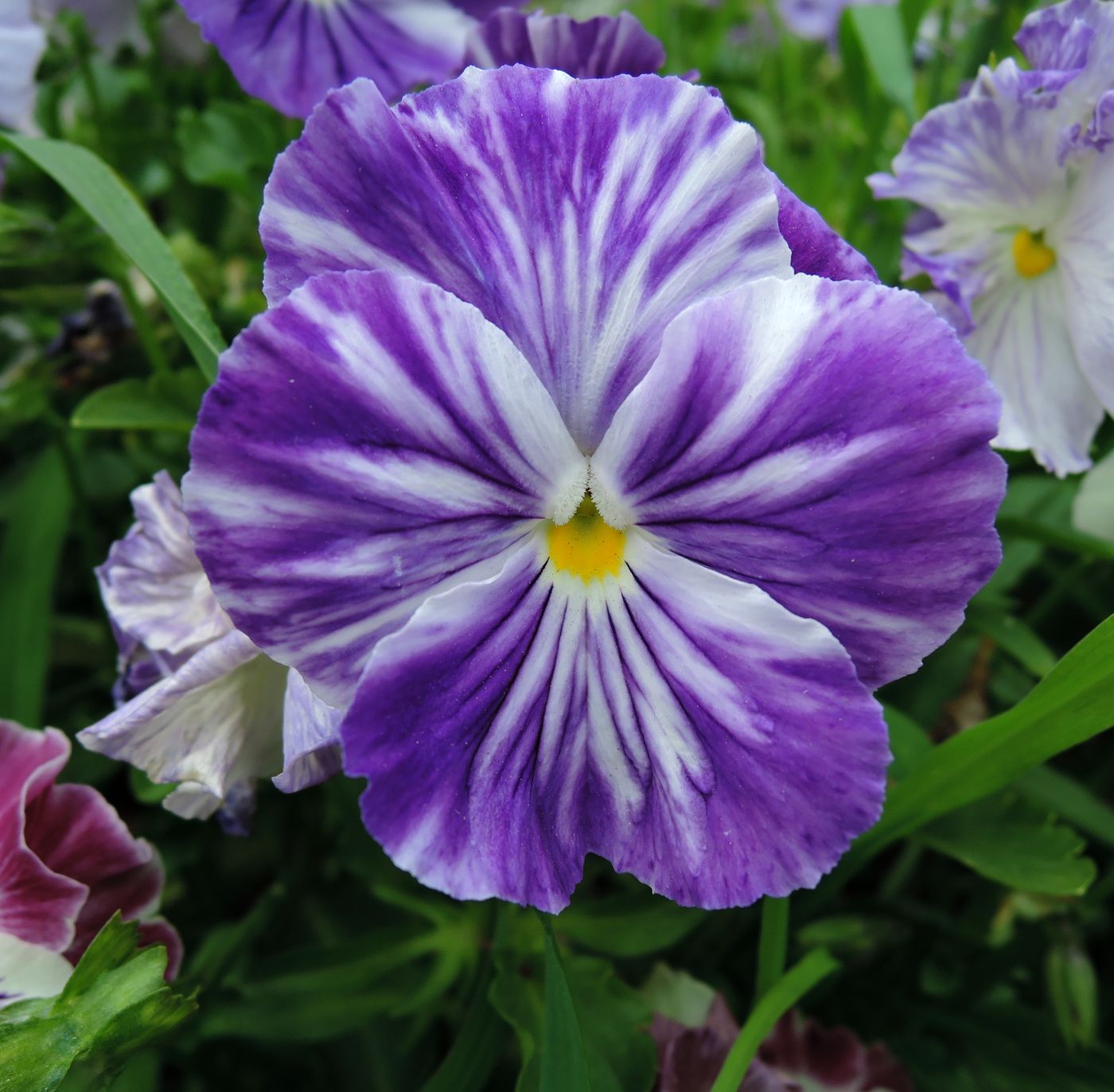 Image of Viola wittrockiana specimen.