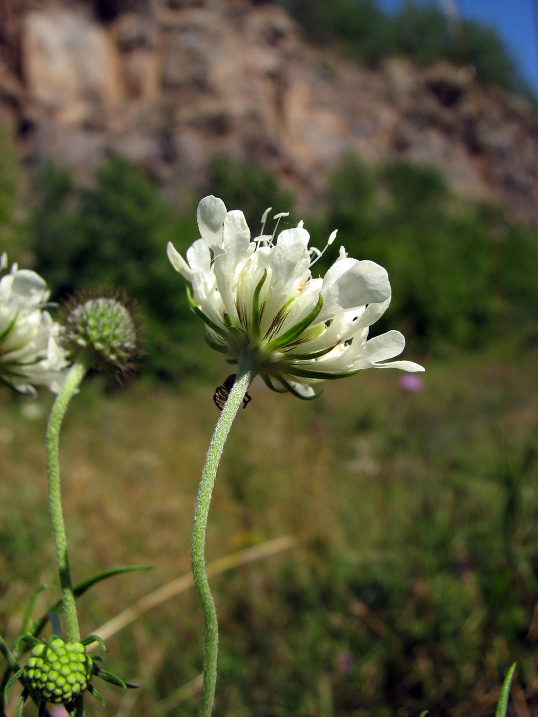 Image of Scabiosa ochroleuca specimen.