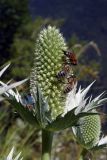 Eryngium giganteum. Соцветие с фуражирующими пчёлами. Республика Адыгея, Майкопский р-н, ок. 3 км к северу от пос. Гузерипль, восточный склон горы Казачья, выс. ок. 1200 м н.у.м., луг. 23.07.2016.