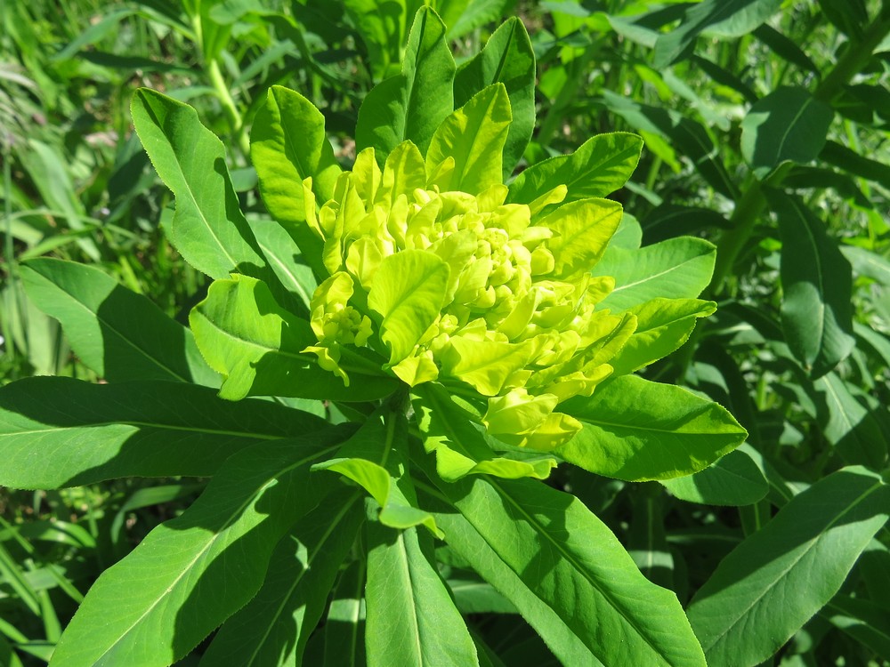 Image of Euphorbia pilosa specimen.