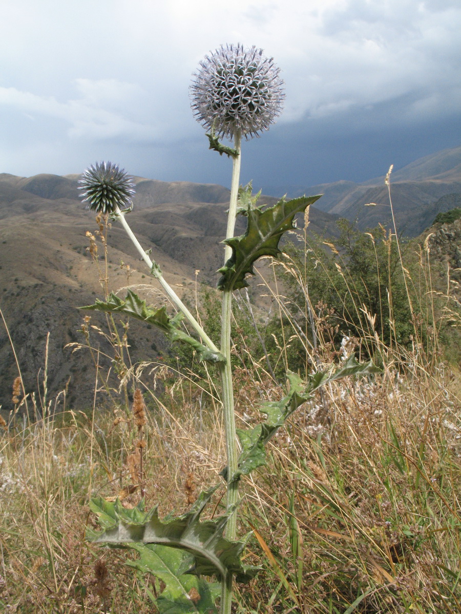 Изображение особи Echinops talassicus.