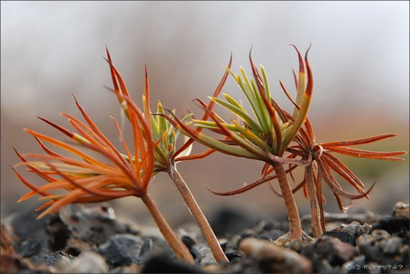 Image of Pinus pumila specimen.