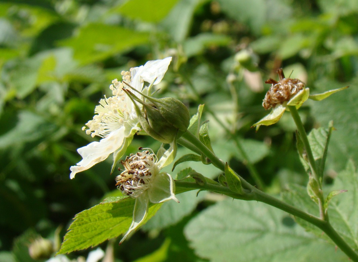 Image of Rubus caesius specimen.