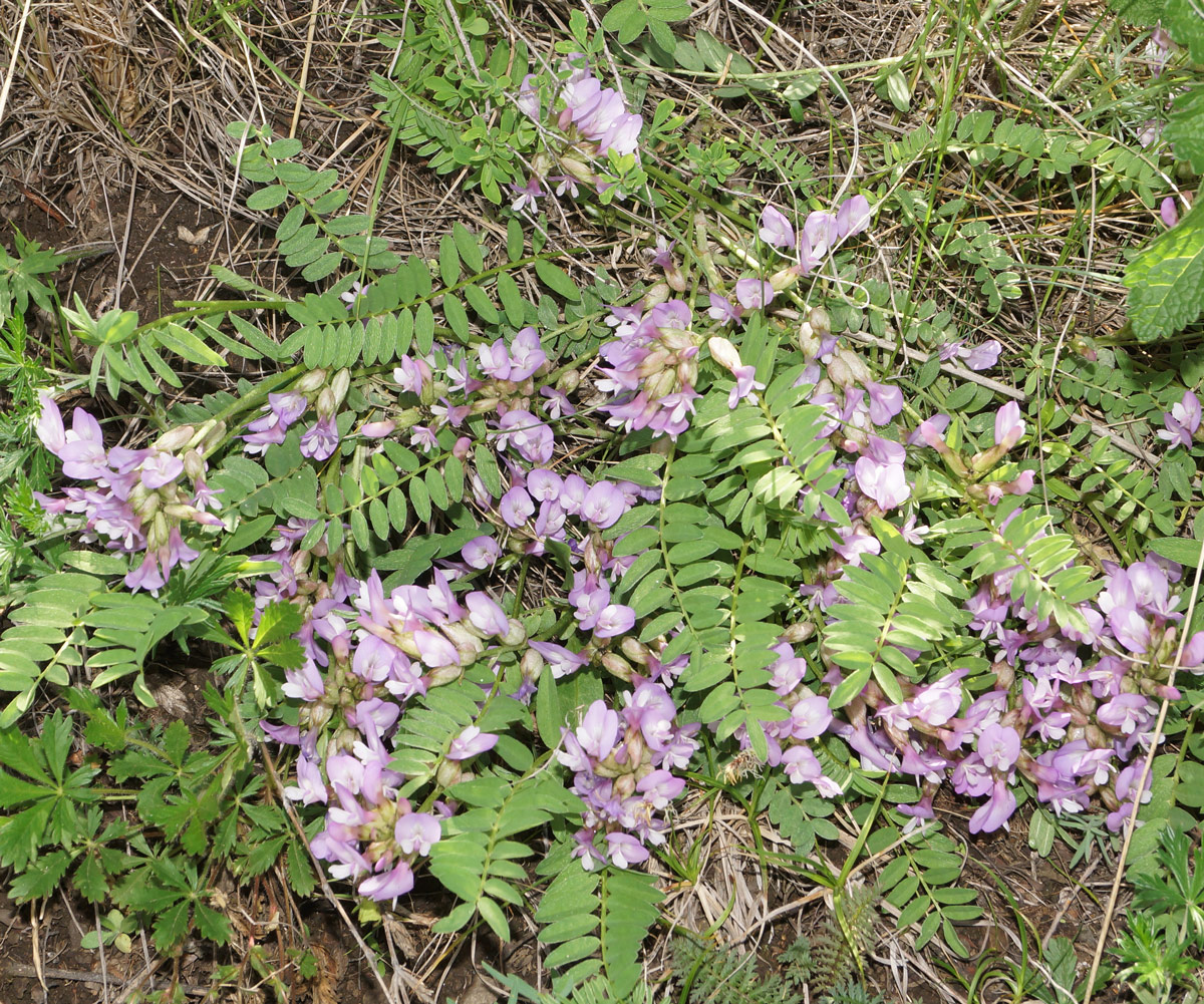 Image of Astragalus megalanthus specimen.