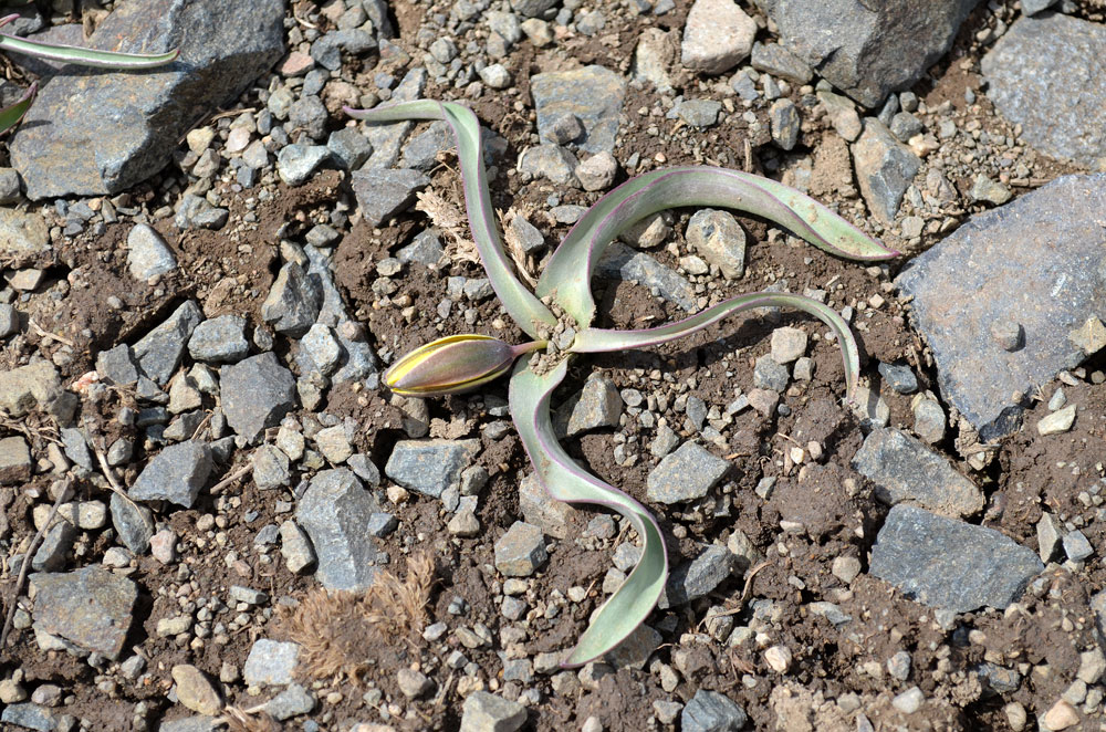 Image of Tulipa lazkovii specimen.