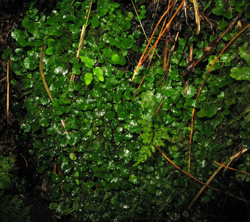 Image of Chrysosplenium filipes specimen.