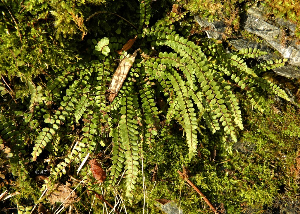 Image of Asplenium trichomanes specimen.