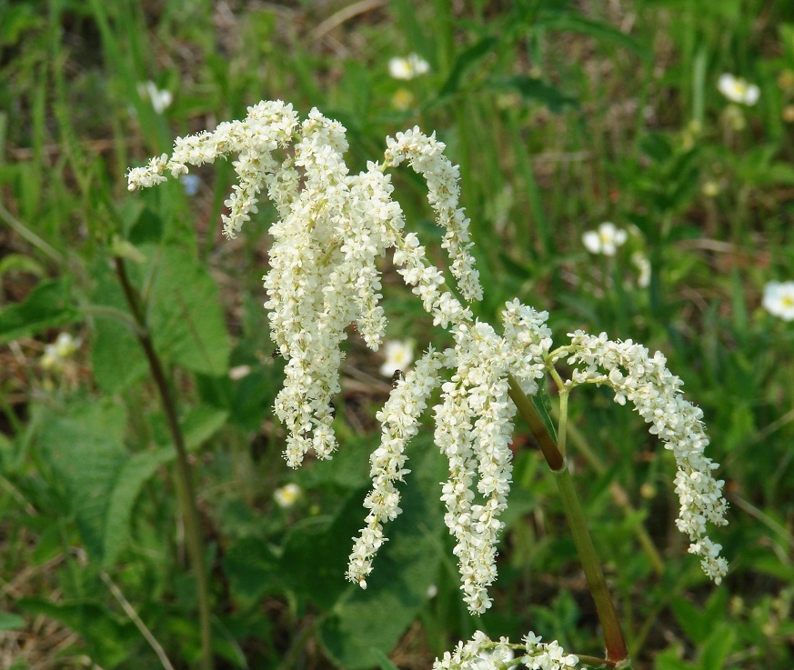 Изображение особи Aconogonon alpinum.