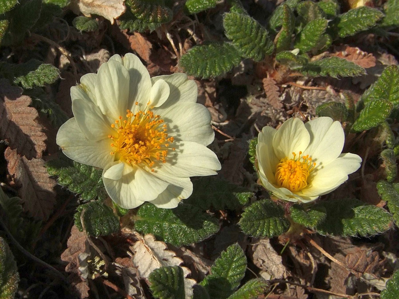Изображение особи Dryas ajanensis.