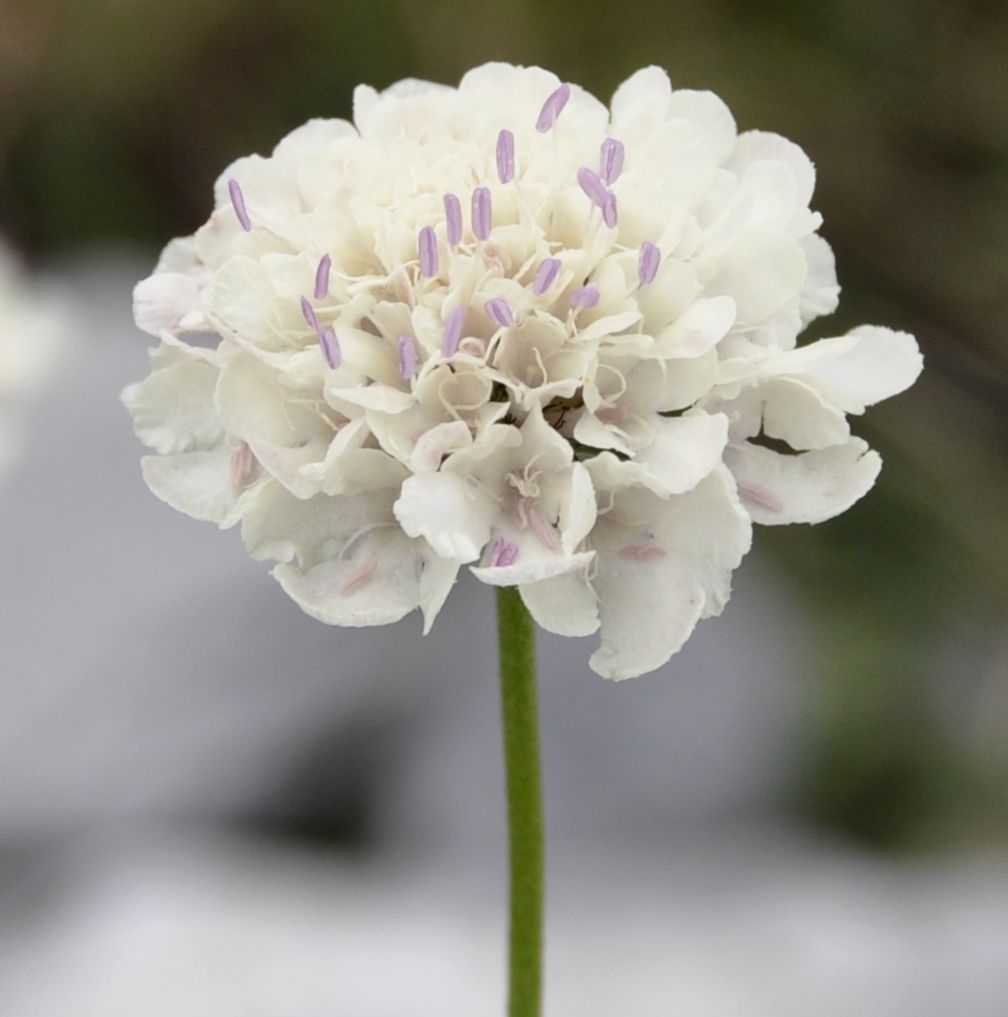 Image of Scabiosa balcanica specimen.