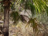Livistona nitida. Часть ствола и листья взрослого дерева. Австралия, Квинсленд, национальный парк Карнарвон, верхняя часть склона Карнарвонского ущелья. 16.09.2009.