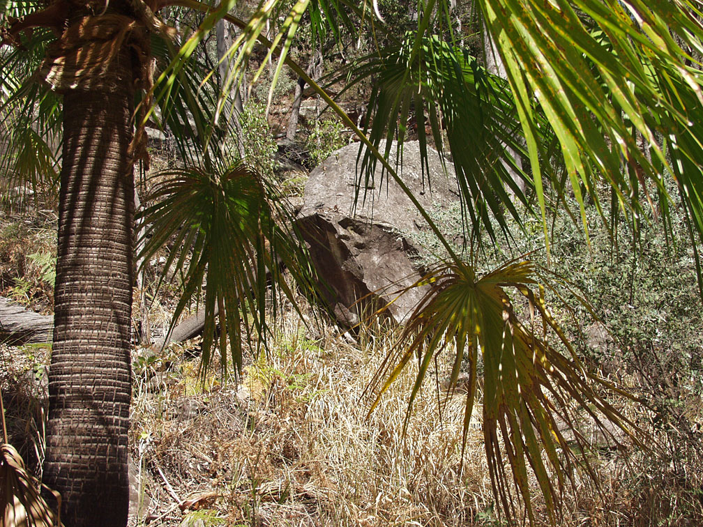 Image of Livistona nitida specimen.