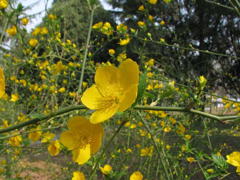 Image of Kerria japonica specimen.