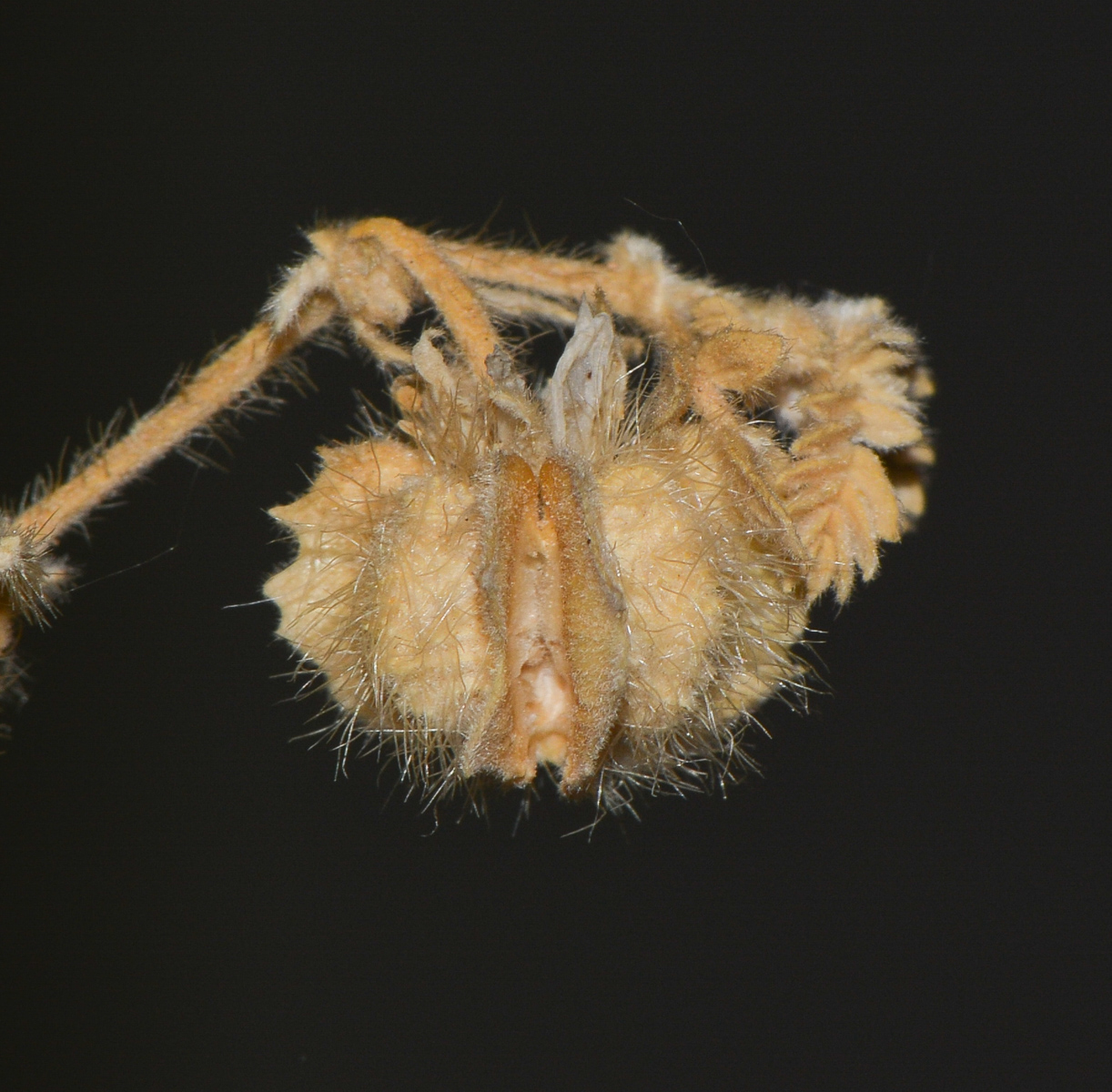 Image of Tribulus macropterus specimen.