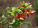 Ochna serrulata