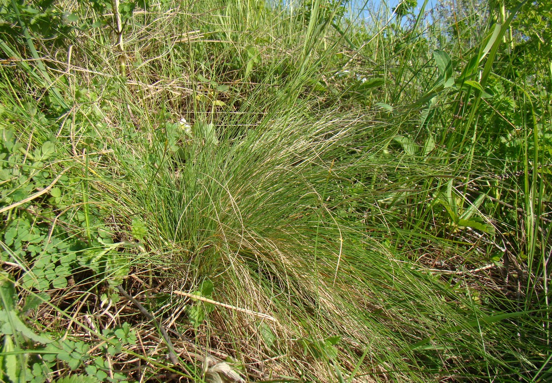 Image of Festuca valesiaca specimen.