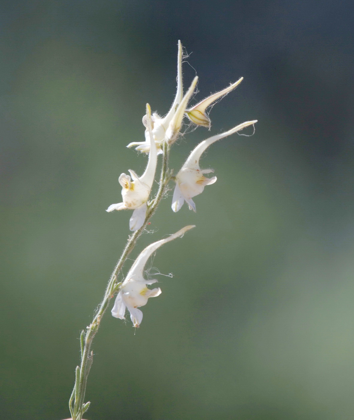 Image of Delphinium leptocarpum specimen.