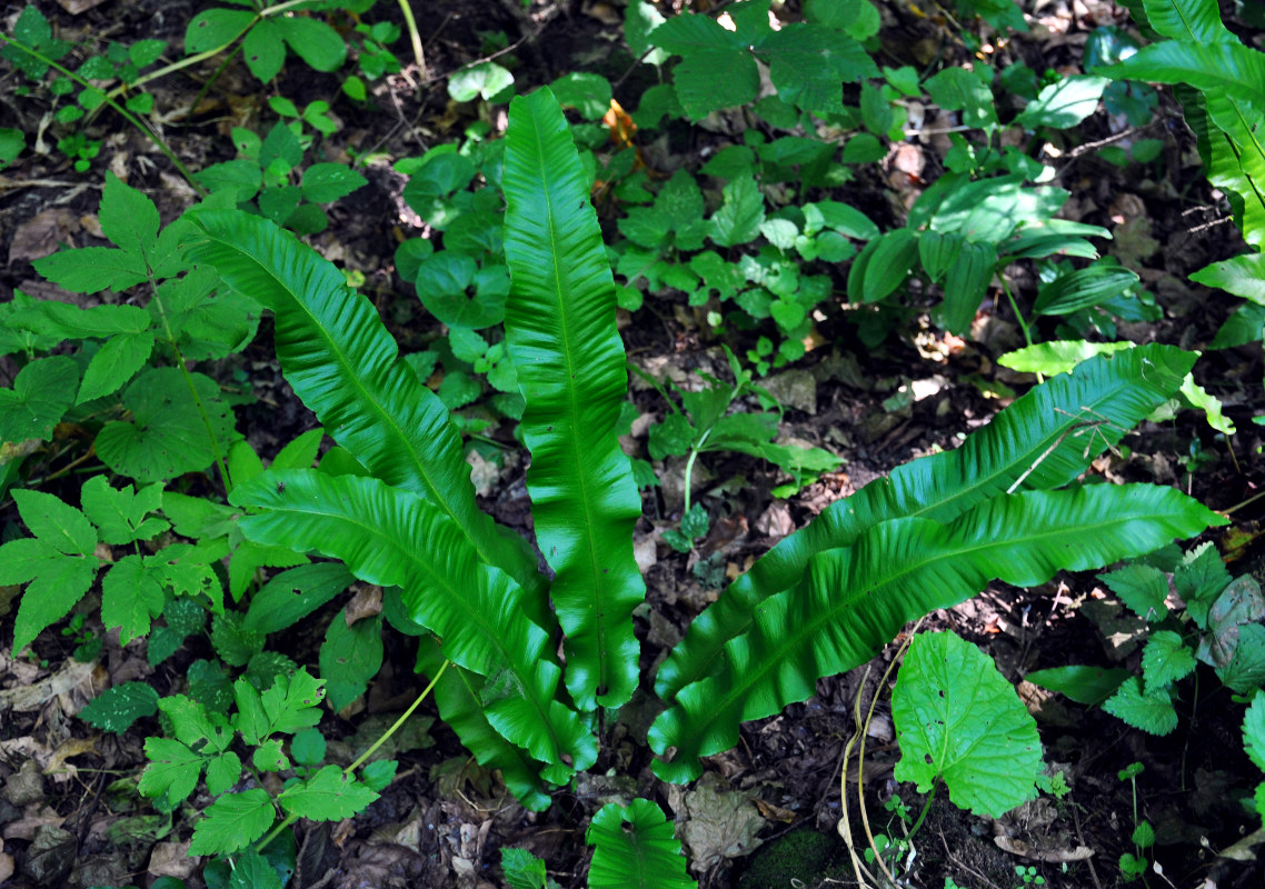 Изображение особи Phyllitis scolopendrium.