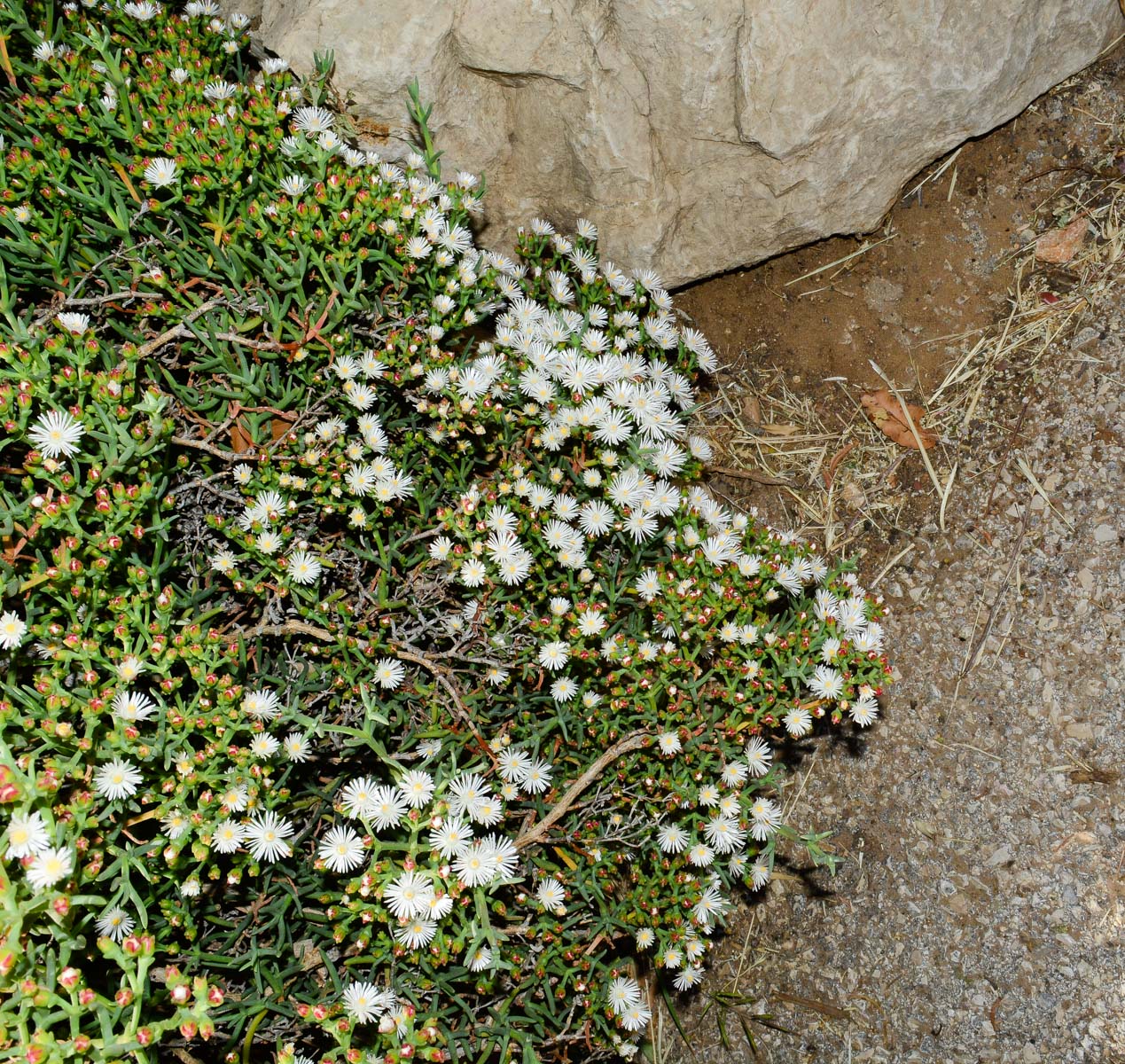 Image of Ruschia multiflora specimen.