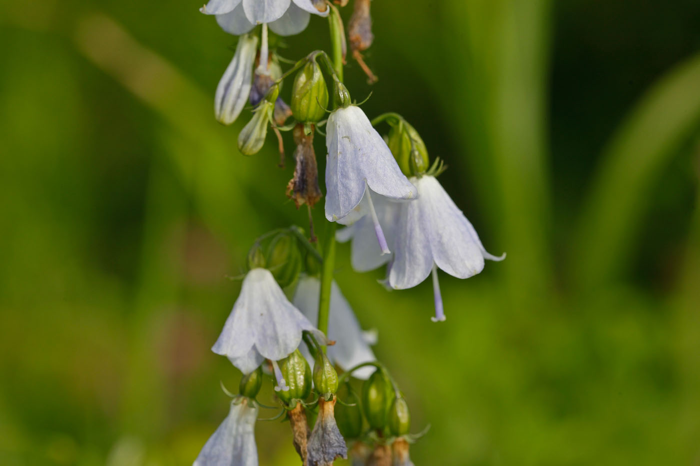 Изображение особи Adenophora liliifolia.